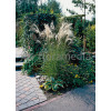 Miskant chiński 'Ferner Osten' | Miscanthus sinensis