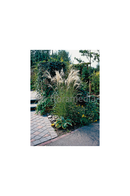 Miskant chiński 'Ferner Osten' | Miscanthus sinensis