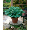 Funkia 'Big Daddy' Hosta