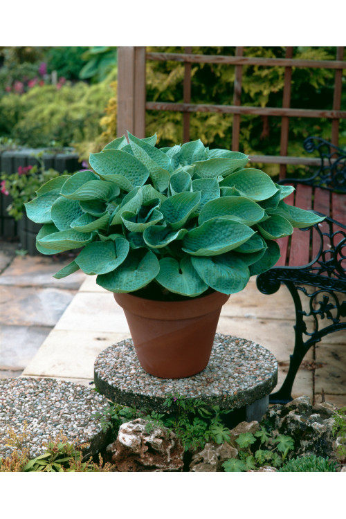 Funkia 'Big Daddy' Hosta