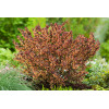 Berberys Thunberga 'Atropurpurea Nana' | Berberis thunbergii