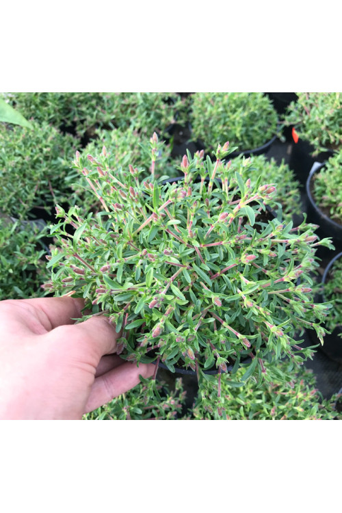 Mydlnica 'Bressingham' Saponaria