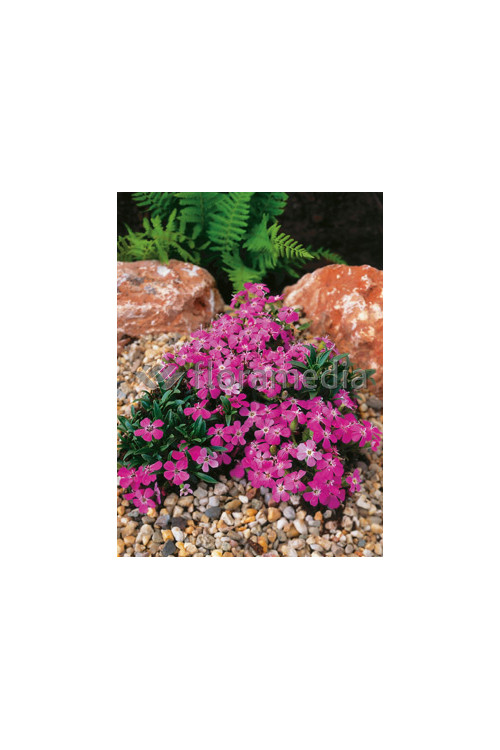 Mydlnica 'Bressingham' Saponaria