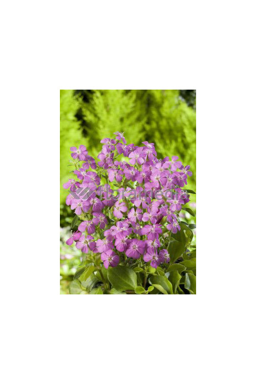 Mydlnica 'Bressingham' Saponaria