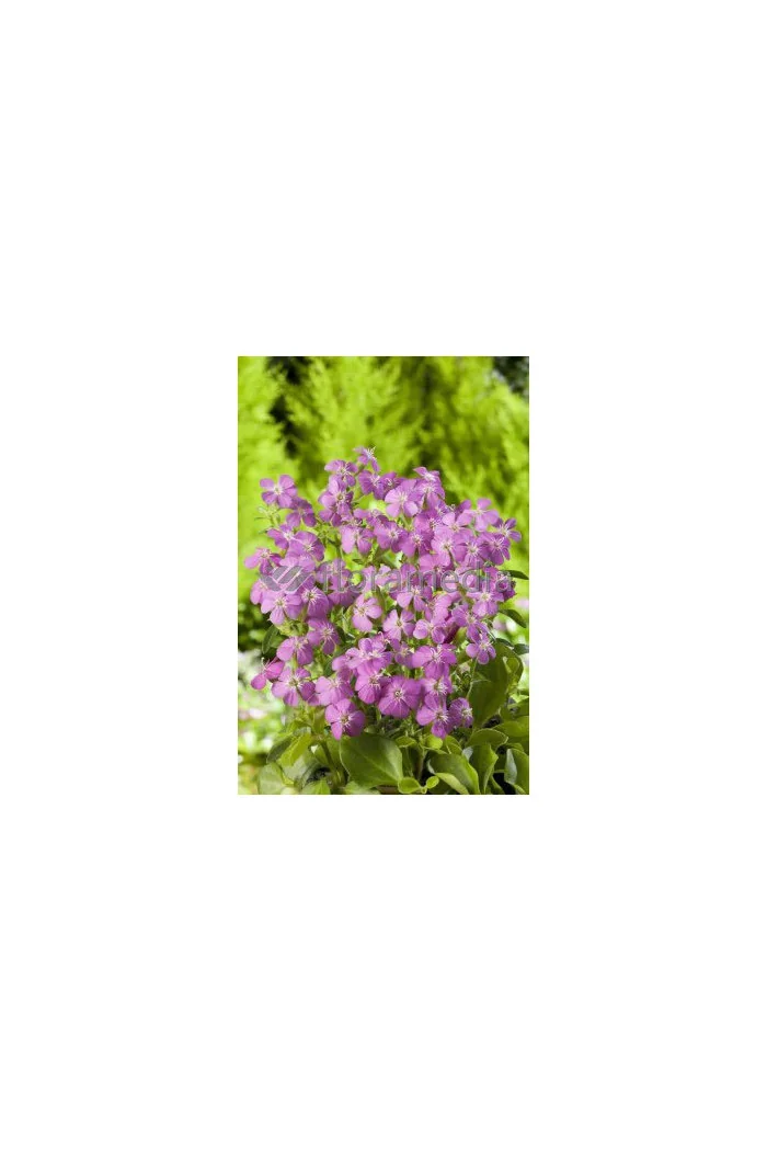 Mydlnica 'Bressingham' Saponaria