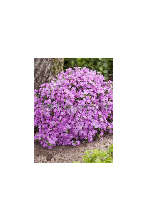 Mydlnica 'Bressingham' Saponaria