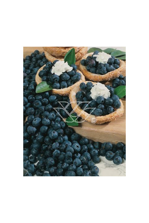 Borówka wysoka (amerykańska) 'Northland' Vaccinium corymbosum