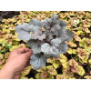Żurawka Silver Gumdrop', heuchera