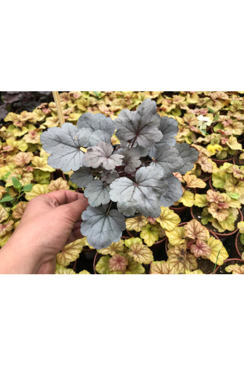 Żurawka Silver Gumdrop', heuchera