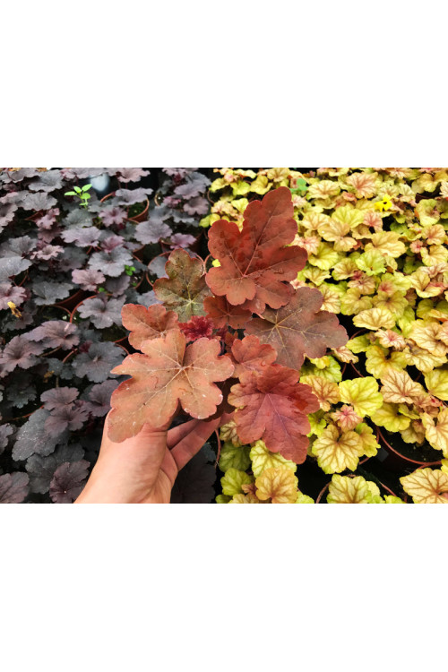 Żuraweczka 'Red Rover | Heucherella
