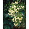 Jaśminowiec 'Waterlon' | Philadelphus lewisii
