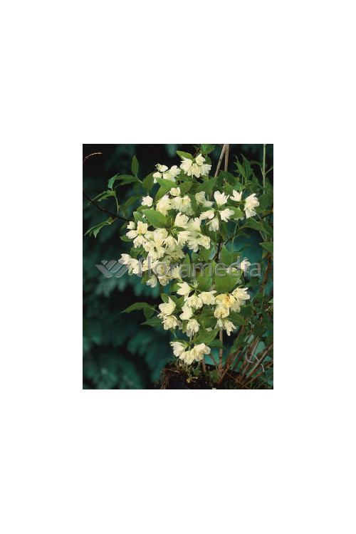 Jaśminowiec 'Waterlon' | Philadelphus lewisii