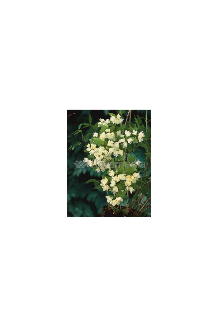 Jaśminowiec 'Waterlon' | Philadelphus lewisii