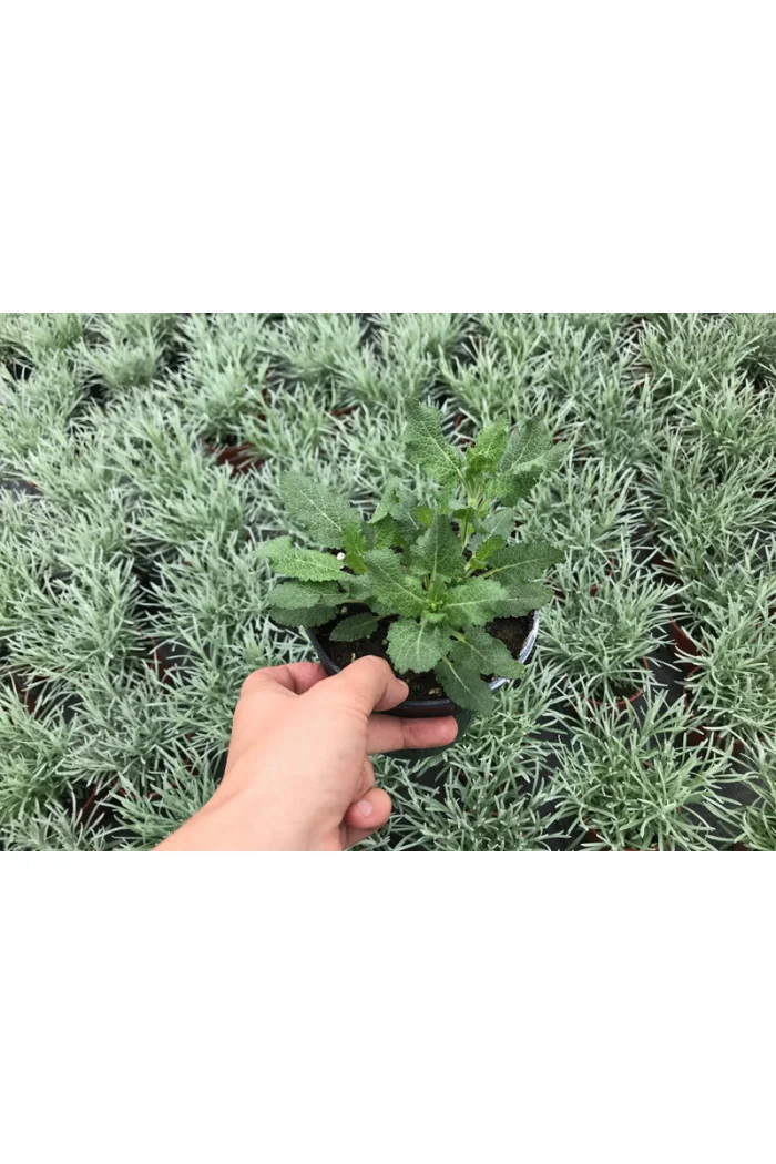 Szałwia omszona 'Salute Ice Blue' | Salvia nemorosa