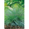 Kostrzewa sina 'Festina' Festuca glauca