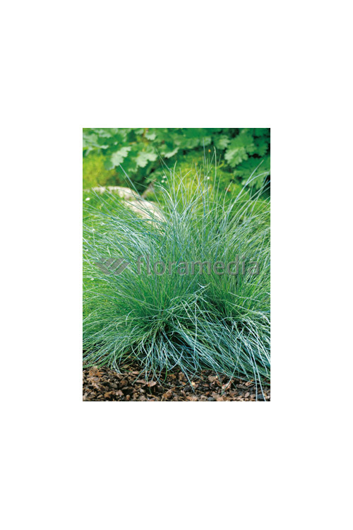 Kostrzewa sina 'Festina' Festuca glauca