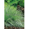 Kostrzewa sina 'Festina' Festuca glauca