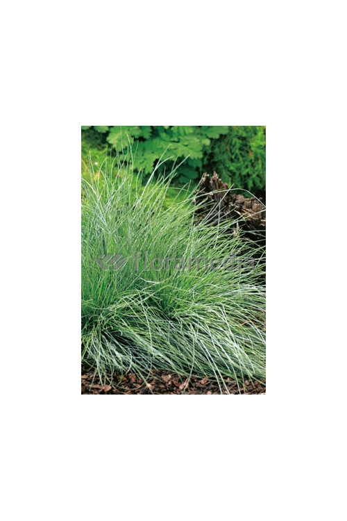 Kostrzewa sina 'Festina' Festuca glauca