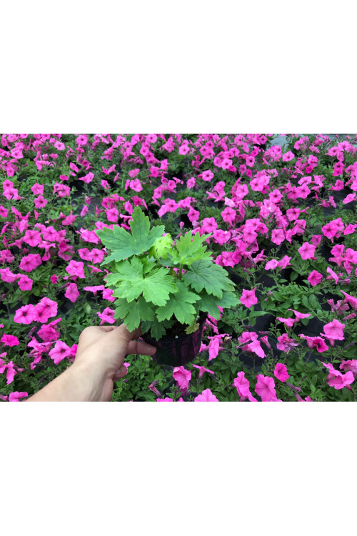 Ostróżka 'Magic Fountains Lilac Pink White Bee' Delphinium elatum
