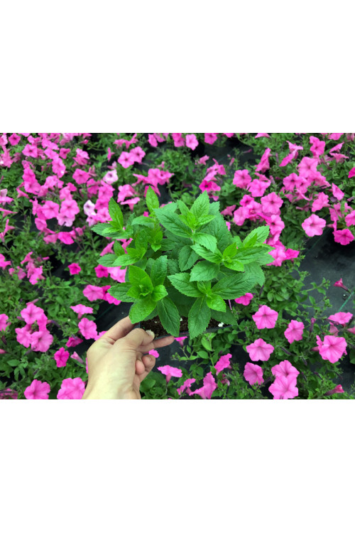 Dzwonek kremowy 'Loddon Anna' | Campanula lactiflora