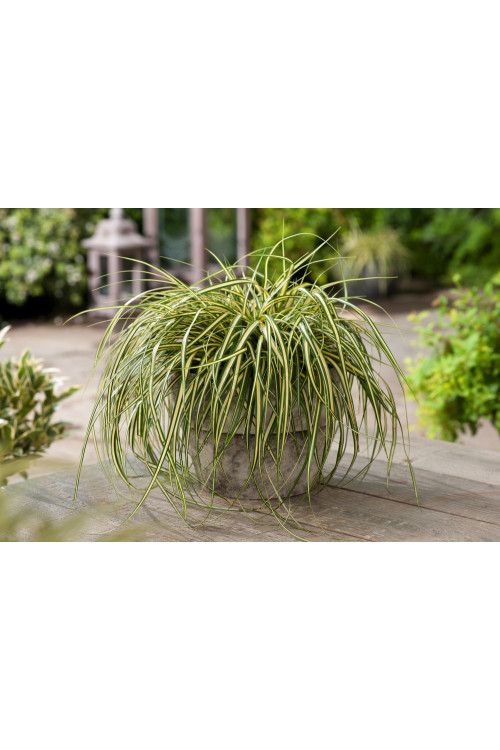 Turzyca oszimska 'Evergold' | Carex oshimensis