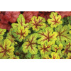 Żuraweczka (Żurawka) 'Citrus Shock' Heucherella