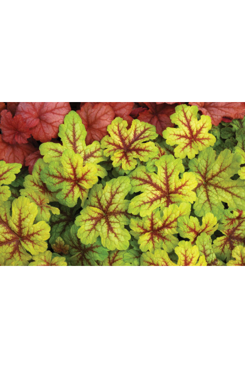 Żuraweczka (Żurawka) 'Citrus Shock' Heucherella