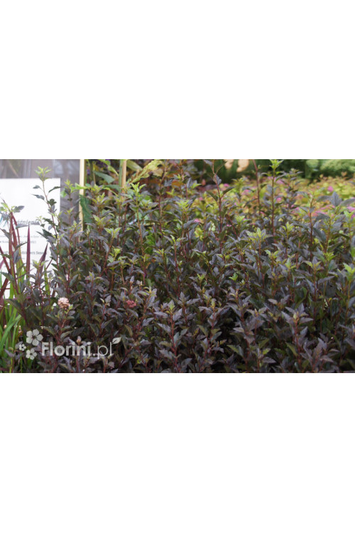 Pęcherznica kalinolistna 'Little Joker' Physocarpus opulifolius