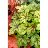 Żuraweczka (Żurawka) 'Citrus Shock' Heucherella