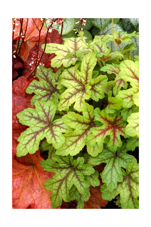 Żuraweczka (Żurawka) 'Citrus Shock' Heucherella