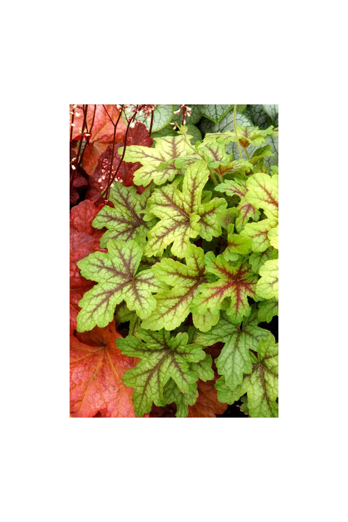 Żuraweczka (Żurawka) 'Citrus Shock' Heucherella