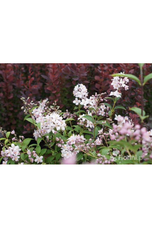 Żylistek mieszańcowy 'Mont Rose' | Deutzia hybrida