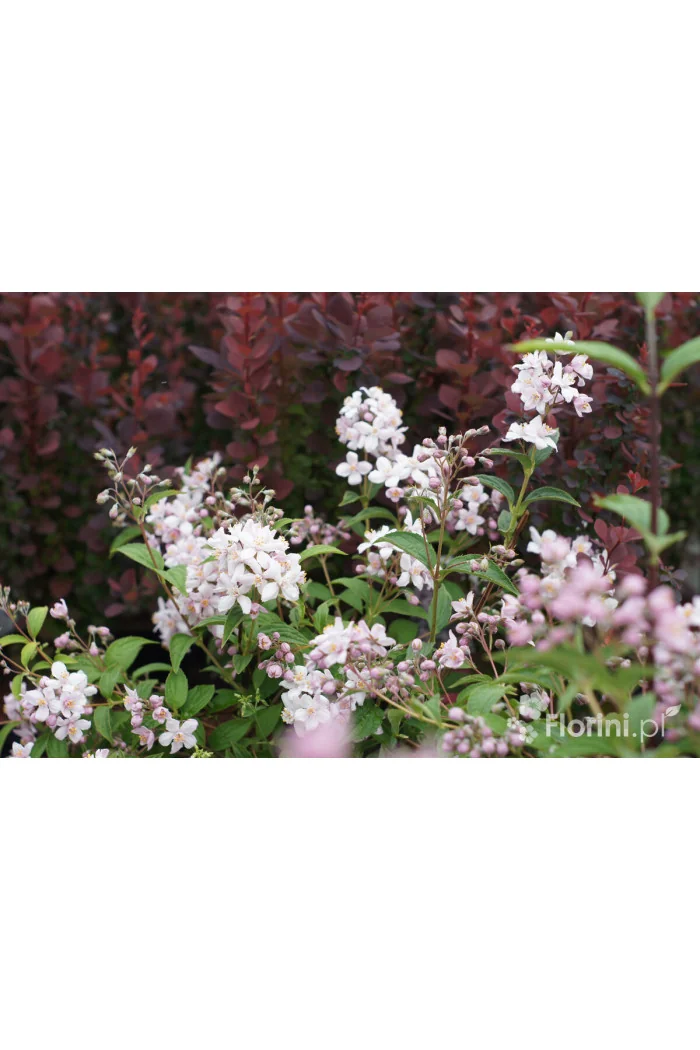 Żylistek mieszańcowy 'Mont Rose' | Deutzia hybrida