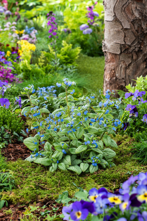 Brunnera 'Silver Heart' | Brunnera