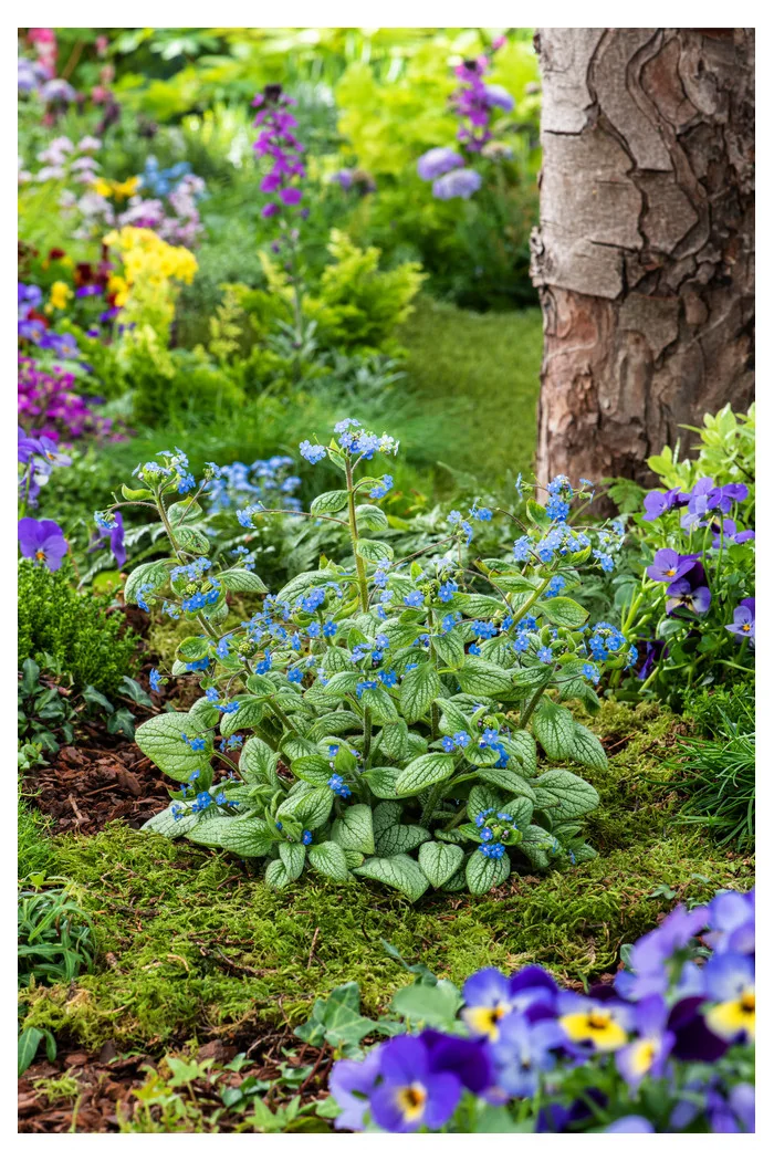 Brunnera 'Silver Heart' | Brunnera