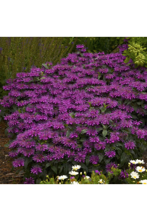 Pysznogłówka 'SUGAR BUZZ Grape Gumball' | Monarda