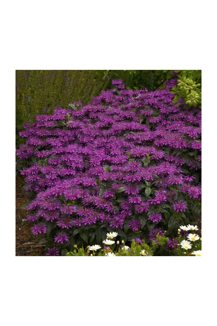 Pysznogłówka 'SUGAR BUZZ Grape Gumball' | Monarda