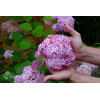 Hortensja drzewiasta 'Sweet Annabelle' | Hydrangea arborescens