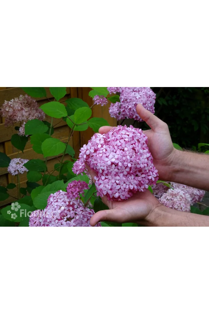 Hortensja drzewiasta 'Sweet Annabelle' | Hydrangea arborescens
