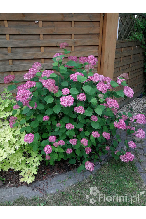 Hortensja drzewiasta 'Sweet Annabelle' | Hydrangea arborescens