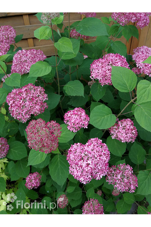 Hortensja drzewiasta 'Sweet Annabelle' | Hydrangea arborescens