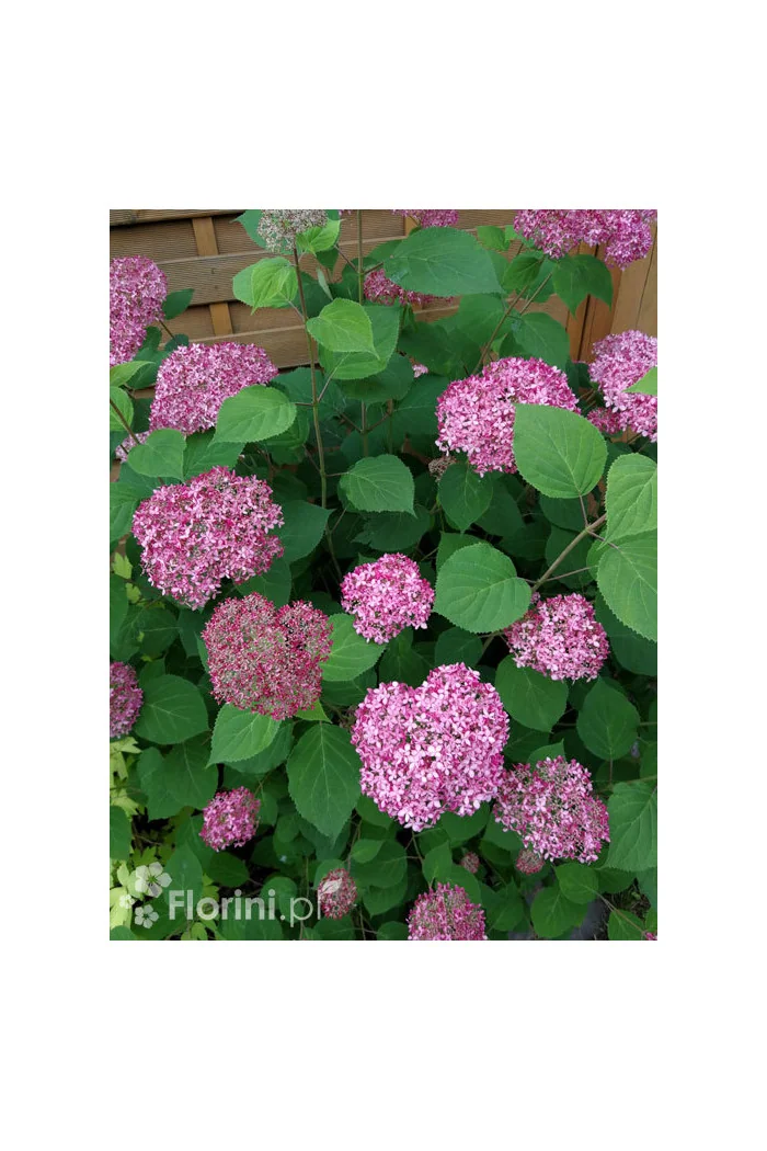 Hortensja drzewiasta 'Sweet Annabelle' | Hydrangea arborescens