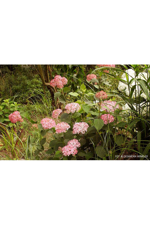 Hortensja drzewiasta 'Sweet Annabelle' | Hydrangea arborescens