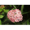 Hortensja drzewiasta 'Sweet Annabelle' | Hydrangea arborescens