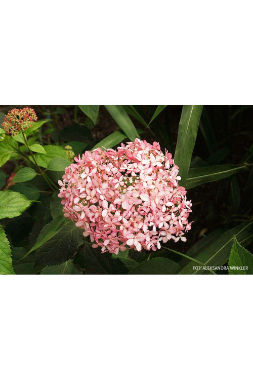Hortensja drzewiasta 'Sweet Annabelle' | Hydrangea arborescens