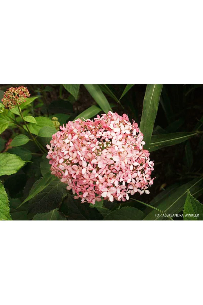 Hortensja drzewiasta 'Sweet Annabelle' | Hydrangea arborescens