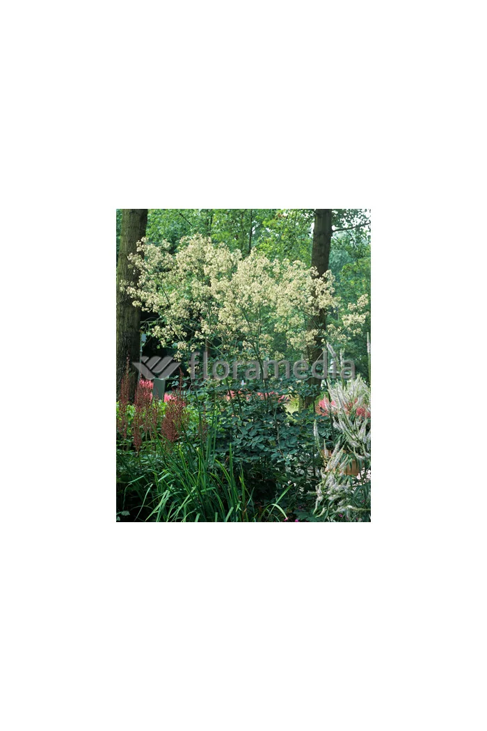 Rutewka 'Elin' | Thalictrum