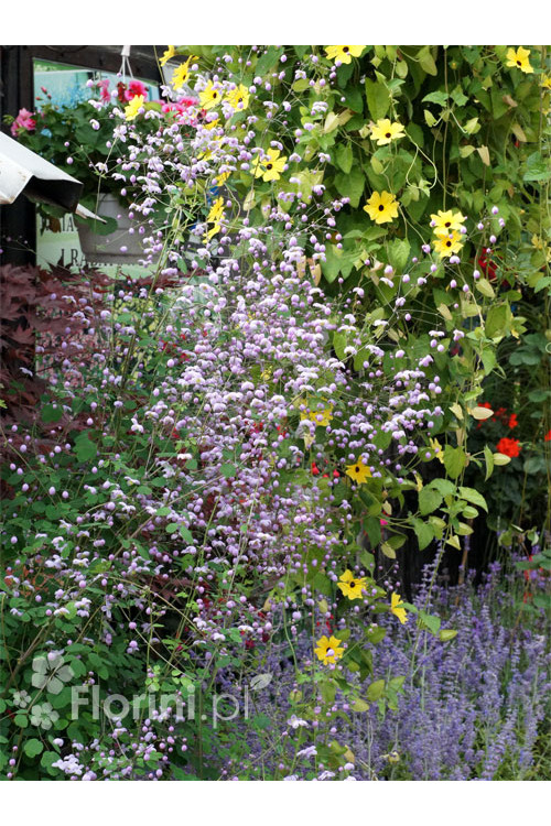 Rutewka 'Elin' | Thalictrum