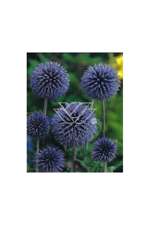 Przegorzan banatyński | Echinops bannaticus