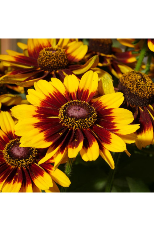 Rudbekia 'SmileyZ Tiger' | Rudbeckia